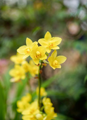 Yellow orchid for natural background.