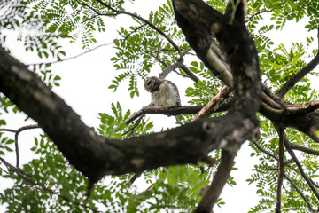 spotted owl