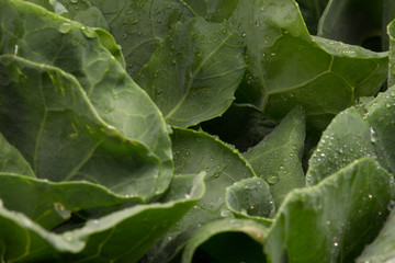 Chinese Kale, Thailand