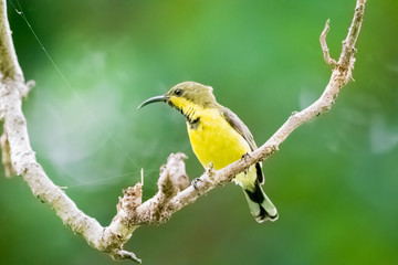 Olive-backed sunbird or Yellow-bellied sunbird