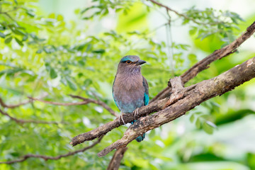 Indian roller or Blue jay