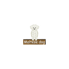 Maltese  cartoon dog icon