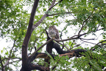 Spotted owl