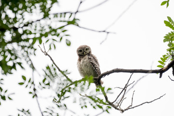 Spotted owl