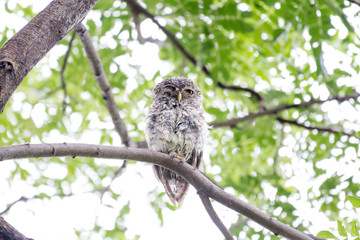Spotted owl