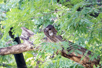 Spotted owl