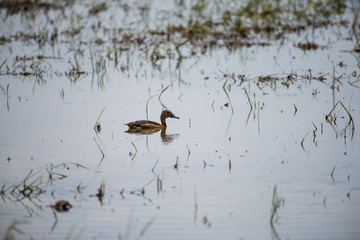 Lesser Whistling Duck