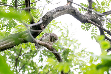 Spotted owl
