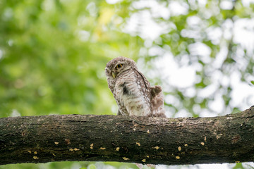 Spotted owl