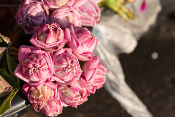 Stack of fresh pink lotus buds waits for worshippers at the entrance to a Buddhist temple at Ratchaburi, Thailand.