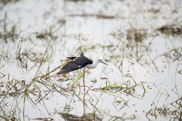 Black winged Stilt