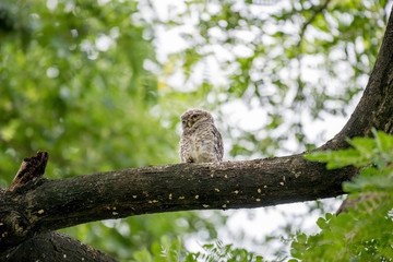 Spotted owl