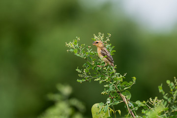 Baya weaver