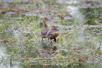 Lesser Whistling Duck