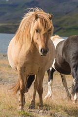 Free roaming icelandic horses in the West Fjords near Reykholt, Iceland