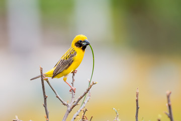 Asian Golden Weaver
