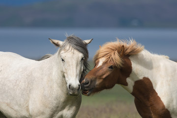 Obraz premium Horses, Iceland