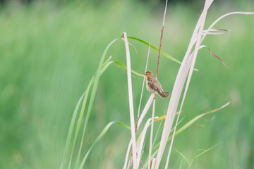 Baya weaver
