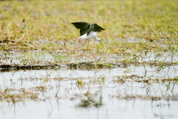 Black winged Stilt