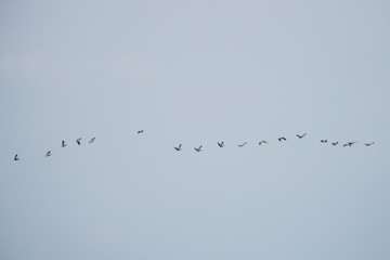 Group Flying of Spot billed pelican