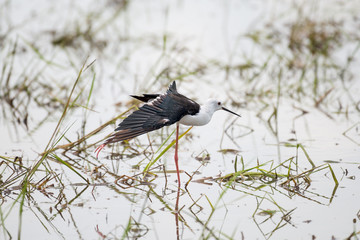 Black winged Stilt