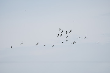 Group Flying of Spot billed pelican