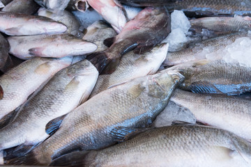 Fresh fish in a market that is red snapper and white display. Quality of marine products.Thailand.