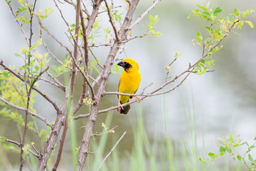 Asian Golden Weaver