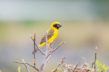 Asian Golden Weaver