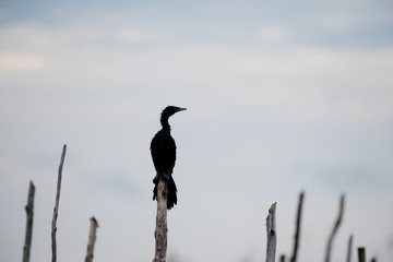 Obraz premium Little cormorant in wetlands Thale Noi, one of the country's largest wetlands covering Phatthalung, Nakhon Si Thammarat and Songkhla ,South of THAILAND.