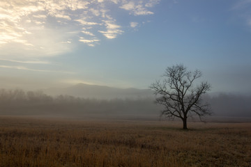 Plakat Foggy cades cove morning in great smoky mountains national park