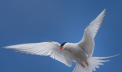 Arctic tern on a beach in the West fjords, Iceland