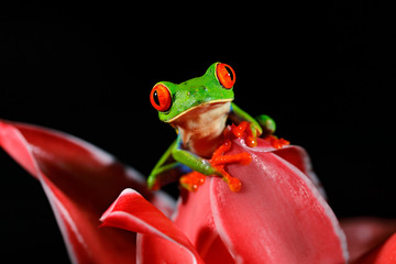 Red-eyed Tree Frog, Agalychnis callidryas, animal with big red eyes, in the nature habitat, Panama. Frog from Panama. Beautiful frog in forest, exotic animal from central America, red flower.