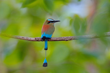 Turquise-browed Motmot, Eumomota superciliosa, portrait of nice big bird wild nature, beautiful coloured forest background, art view, Costa Rica. Nice big bird, wild nature, tropic