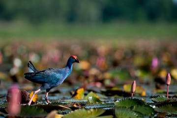 Purple Swamphen in wetlands Thale Noi, one of the country's largest wetlands covering Phatthalung, Nakhon Si Thammarat and Songkhla, South of THAILAND.