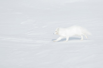 Polar fox in habitat, winter landscape, Svalbard, Norway. Beautiful animal in snow. Running white fox. Wildlife action scene from nature, Vulpes lagopus, in the nature habitat. Cold winter with fox.