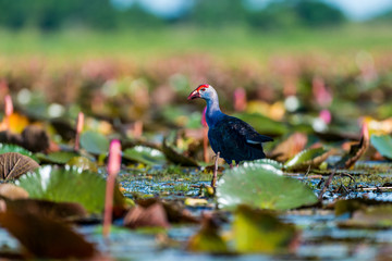 Purple Swamphen in wetlands Thale Noi, one of the country's largest wetlands covering Phatthalung, Nakhon Si Thammarat and Songkhla, South of THAILAND.