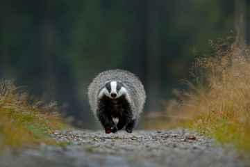 Badger running on gravel road, animal nature habitat, Germany, Europe. Wildlife scene. Wild Badger, Meles meles, animal in wood. European badger, green forest. Mammal environment, rainy day, funny. © ondrejprosicky