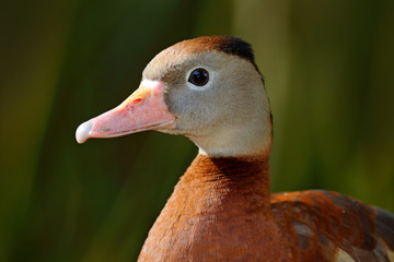 Black-bellied Whistling-Duck, Dendrocygna autumnalis, brown birds in the water march, animal in the nature habitat, Costa Rica. Duck sitting on the branch. Wildlife scene
