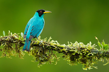 Green Honeycreeper, Chlorophanes spiza, exotic tropic malachite green and blue bird form Costa Rica. Tanager from tropic forest. Close-up portrait of nice animal in habitat. Detail of beautiful bird.