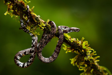 Puffing Snake, Pseustes poecilonotus, in dark habitat. Non venomous snake in the nature habitat. Poisonous animal from South America. Yellow blue snake in the nature. Wildlife Costa Rica