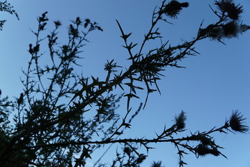 トスカーナの野草　夏の終わりの夕暮れ