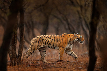 Obraz premium Tiger hidden walking in old dry forest. Indian tiger first rain, wild danger animal in the nature habitat, Ranthambore, India. Big cat, endangered animal, nice fur coat. End of dry season, monsoon. 