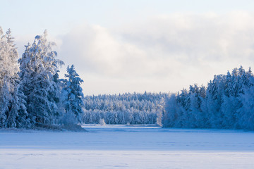 forest in winter