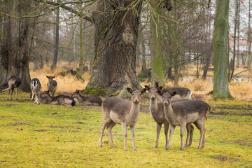 Naklejka na ściany i meble Group of female fallow deers in the forest, Europe