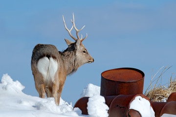 Hokkaido sika deer with rubbish steel metal barrel. Animal with antler in urban dump site, winter scene, Hokkaido, wildlife nature, Japan. Blue see in background.