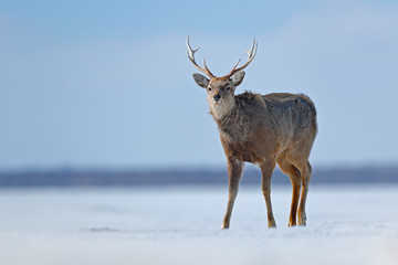 Hokkaido sika deer, Cervus nippon yesoensis, in snow meadow, winter mountains and forest in the background. Animal with antler in nature habitat, winter scene, Hokkaido, wildlife nature, Japan.