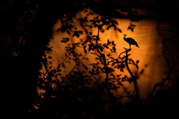 Fototapeta premium Bird, orange sunset. Indian Peafoul, bird displays courtship in tree window, Ratnhamore ruin, India. Bird mating dance. Indian Peafowl, Pavo cristatus, blue and green exotic bird from India.
