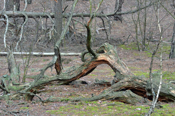 Forest near Kiev
