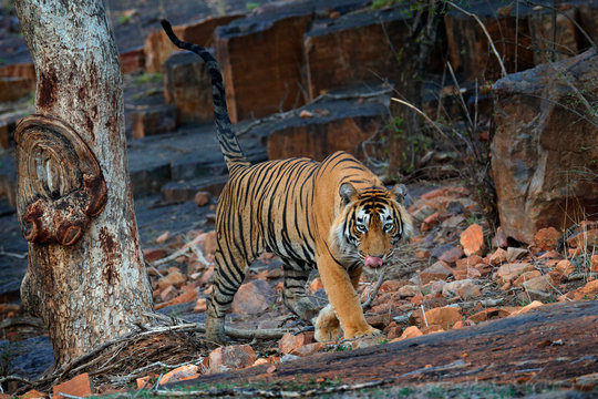 Fototapeta Indian tiger, wild danger animal in nature habitat, Ranthambore, India. Big cat, endangered mammal, nice fur coat. End of dry season, monsoon. Bengal tiger walking in old dry forest. Hidden in forest.